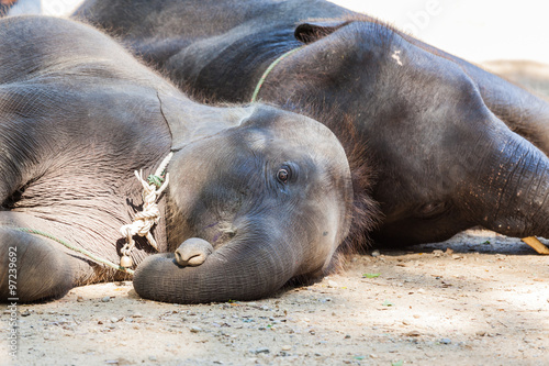 Two elephants lying on its side.