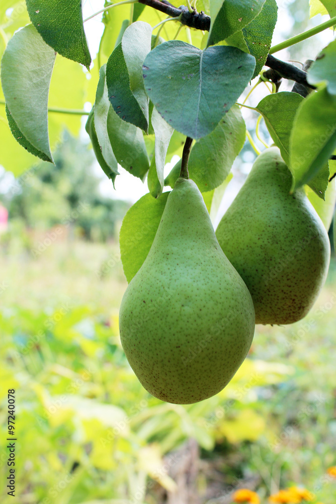 fruits of pear Bere fruits of pear Bere