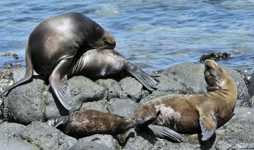 A Sea Lion rests on the rocky shoreline of the Galapagos Islands #97240011