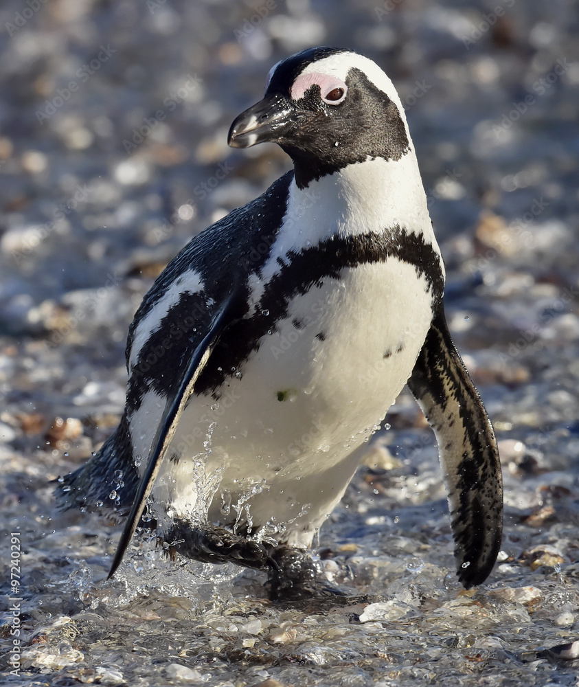 Fototapeta premium African penguin. African penguin (spheniscus demersus), also known as the jackass penguin and black-footed penguin is a species of penguin Boulders colony in Cape Town,South Africa