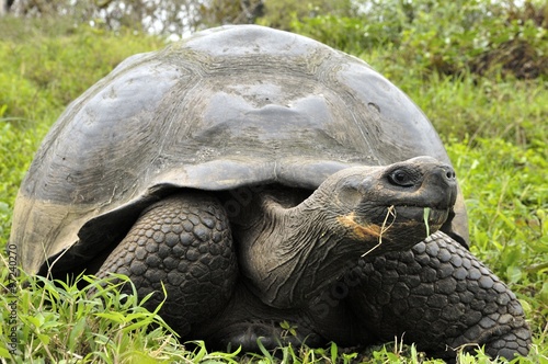 The Galapagos tortoise or Galapagos giant tortoise (Chelonoidis nigra). photo