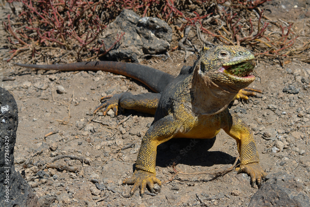 Sharp meal. The land iguana eating prickly pear cactus. Sharp meal. The land iguana eating prickly pear cactus.