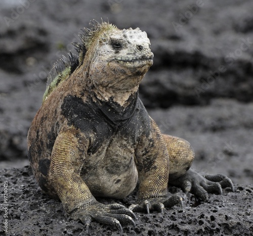 The marine iguana on the black stiffened lava. The male of marine iguana  Amblyrhynchus cristatus 