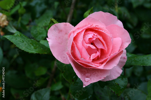 rosa rose regen nass regentropfen lifestyle nat  rlich close up