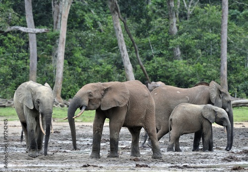  African Forest Elephant, Loxodonta africana cyclotis, of Congo Basin. At the Dzanga saline (a forest clearing) Central African Republic, Sangha-Mbaere, Dzanga Sangha 