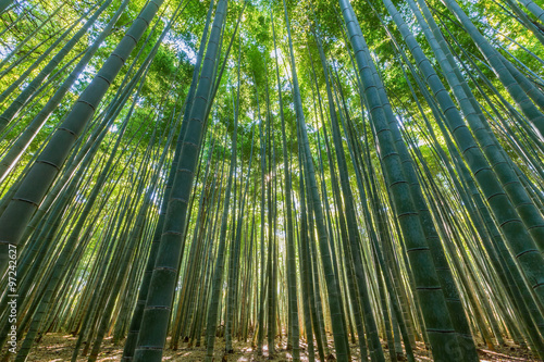 Bamboo forest natural green background.