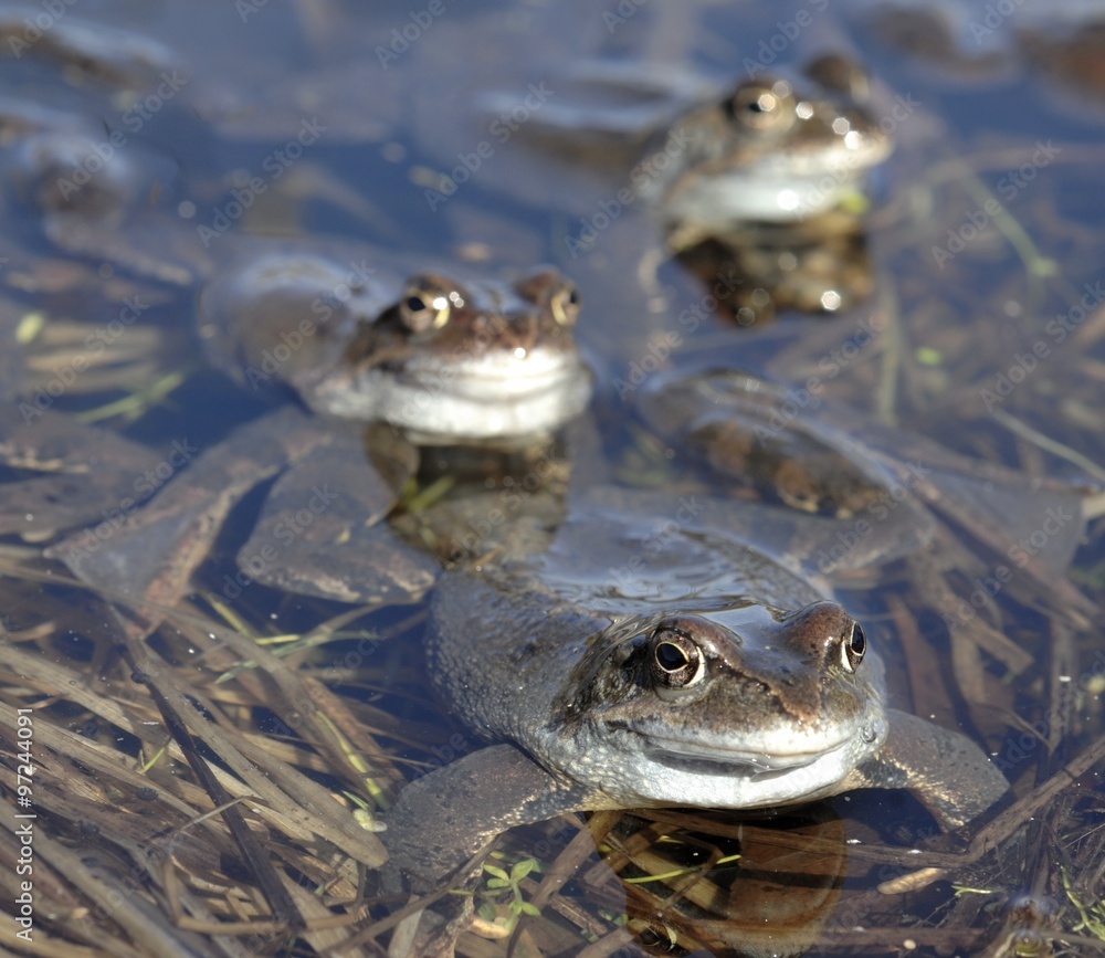 Copulation of The common frog (Rana temporaria) mating, also known as the European common frog, European common brown frog, or European grass frog, Copulation of The common frog (Rana temporaria) mating, also known as the European common frog, European common brown frog, or European grass frog,