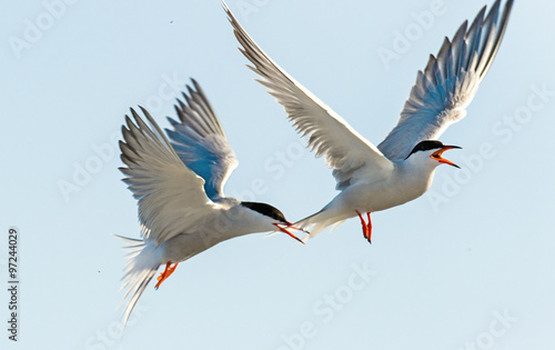 The Tern flies holding a beak a tail of other Tern. Closeup Portrait of Common Terns (Sterna hirundo). Adult common terns in flight
