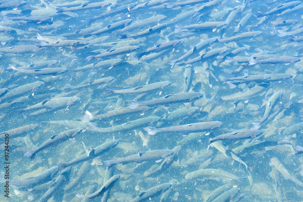 Hatchery trout. Larvae of trout in the concrete pool Hatchery trout. Larvae of trout in the concrete pool
