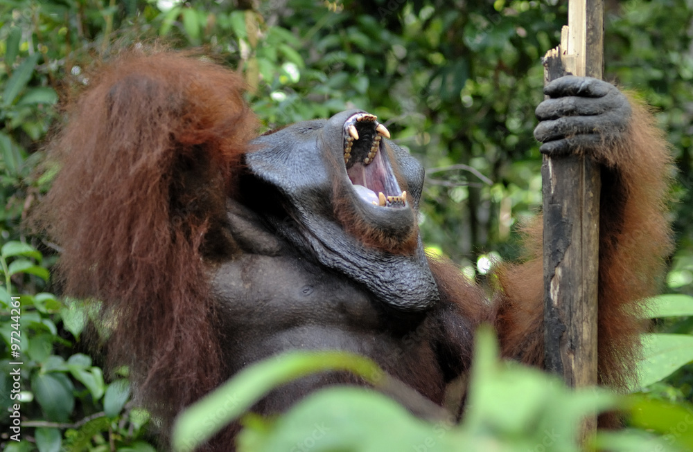 Obraz premium The adult male of the Orangutan in the bush. Adult male of the orangutan in the wild nature.