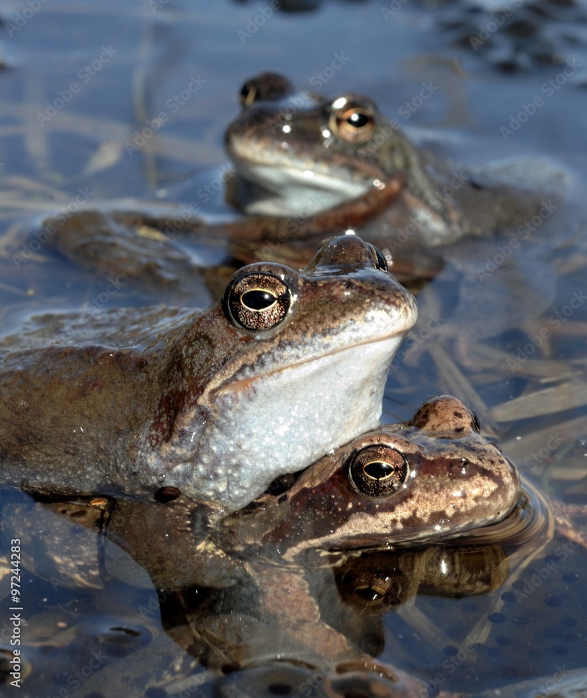Copulation of The common frog (Rana temporaria) mating, also known as the European common frog, European common brown frog, or European grass frog, Copulation of The common frog (Rana temporaria) mating, also known as the European common frog, European common brown frog, or European grass frog,