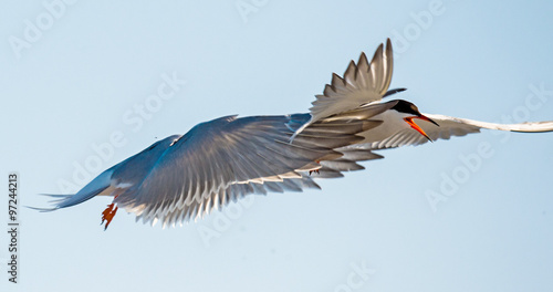 The Tern flies holding a beak a tail of other Tern. Closeup Portrait of Common Terns (Sterna hirundo). Adult common terns in flight on the blue sky background v