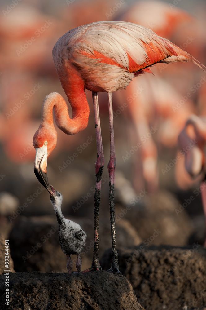 Obraz premium Baby bird of the Caribbean flamingo.