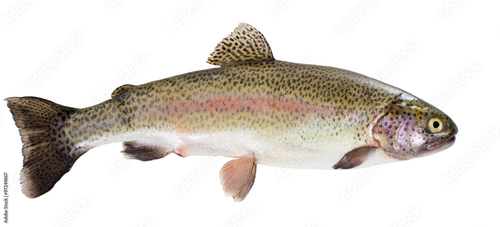 Naklejka premium Rainbow trout on white background