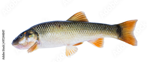 Fish Hornyhead Chub (Nocomis biguttatus) isolated on white