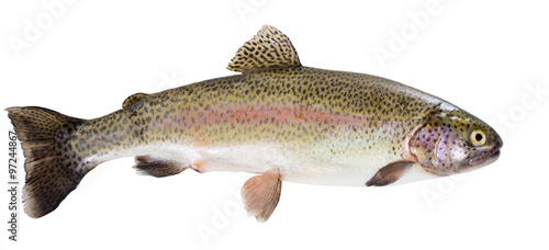 Photo Rainbow trout on white background