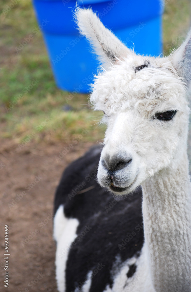 Alpaca in Barnyard Alpaca in Barnyard