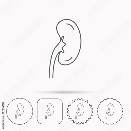 Kidney icon. Transplantation organ sign.