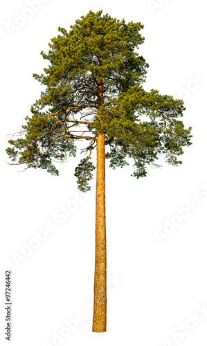 Pine tree isolated on a white background.