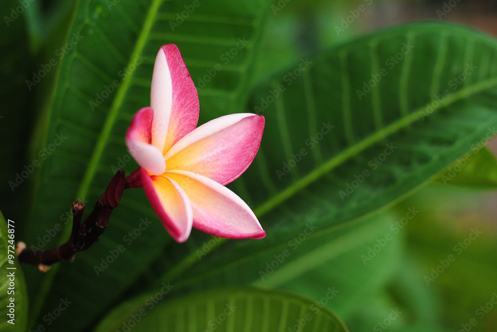 Fototapeta premium plumeria flowers blossom nature background green bloom color pink