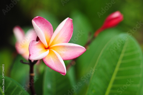Wallpaper Mural plumeria flowers blossom nature background green bloom color pink Torontodigital.ca