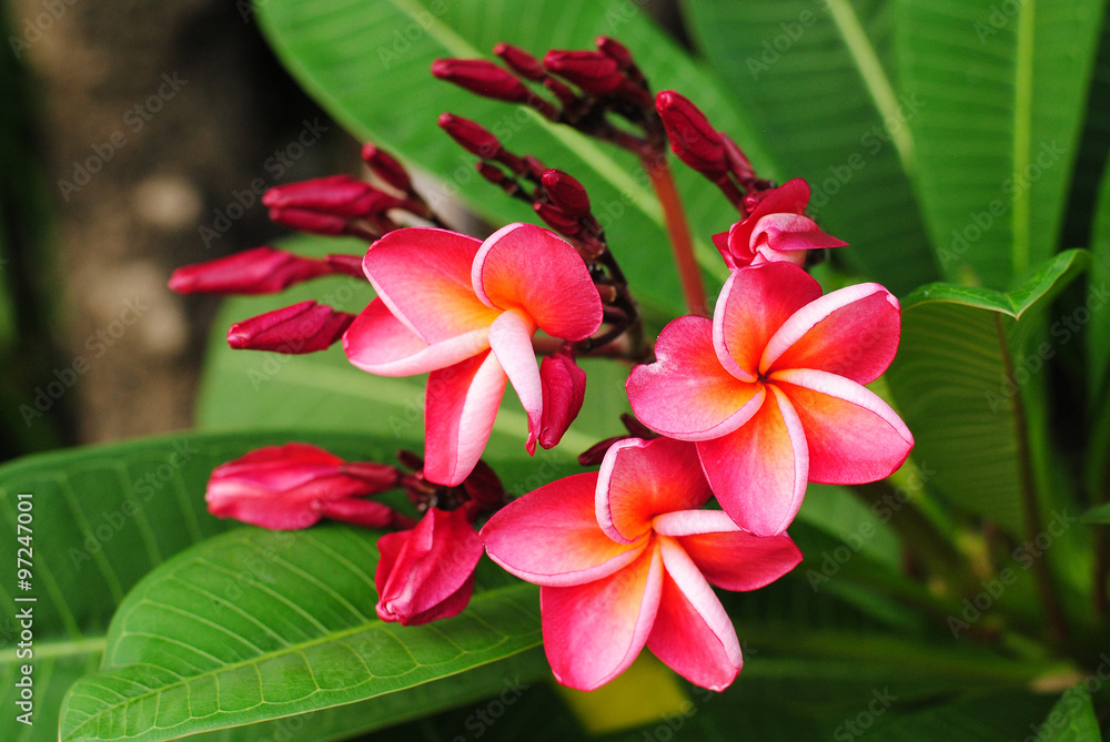 plumeria flowers blossom nature background green bloom color pink