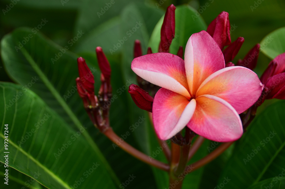 plumeria flowers blossom nature background green bloom color pink