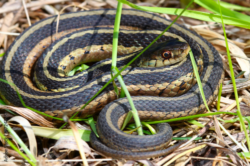 Garter Snake curled up in an Illinois Prairie