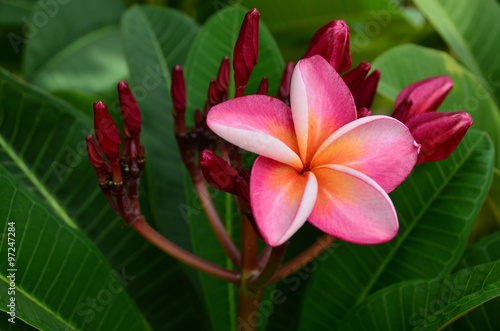 plumeria flowers blossom nature background green bloom color pink