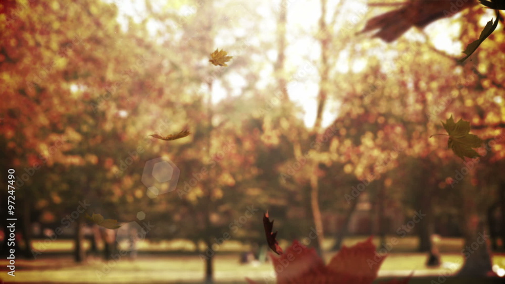 Autumn leaves falling