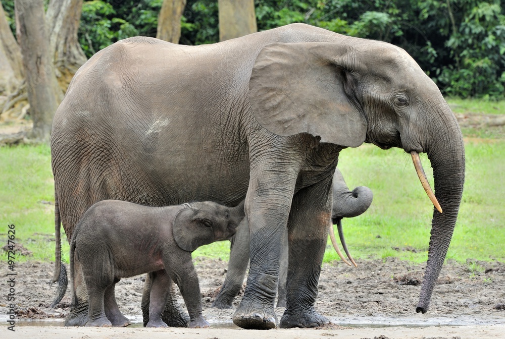 Fototapeta premium The elephant calf is fed with milk of an elephant cow The African Forest Elephant, Loxodonta africana cyclotis. At the Dzanga saline (a forest clearing) Central African Republic, Dzanga Sangha