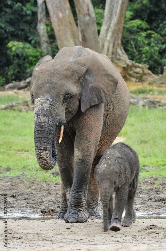 Fototapeta premium The elephant calf is fed with milk of an elephant cow The African Forest Elephant, Loxodonta africana cyclotis. At the Dzanga saline (a forest clearing) Central African Republic, Dzanga Sangha