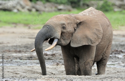  African Forest Elephant  Loxodonta africana cyclotis  of Congo Basin. At the Dzanga saline  a forest clearing  Central African Republic  Sangha-Mbaere  Dzanga Sangha