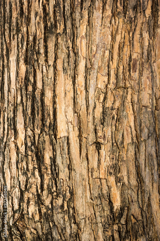 bark of tree bark of tree
