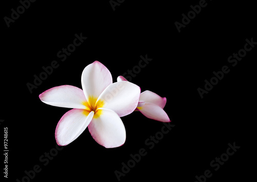 clipping path pink yellow flower plumeria