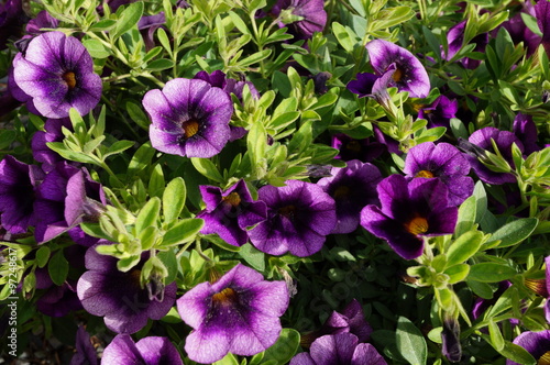 Purple and pink Calibrachoa superbells flowers