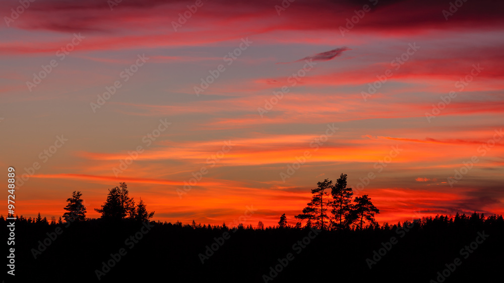 Tree silhouette and beautiful vibrant sunset clouds