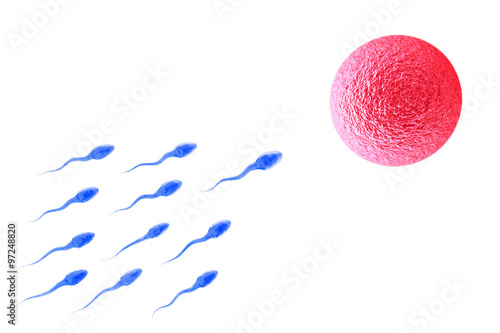 Sperm and Egg Cell isolated on white
