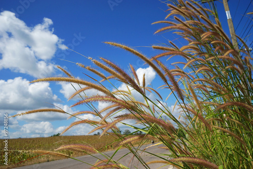 grass on the road and blue sky