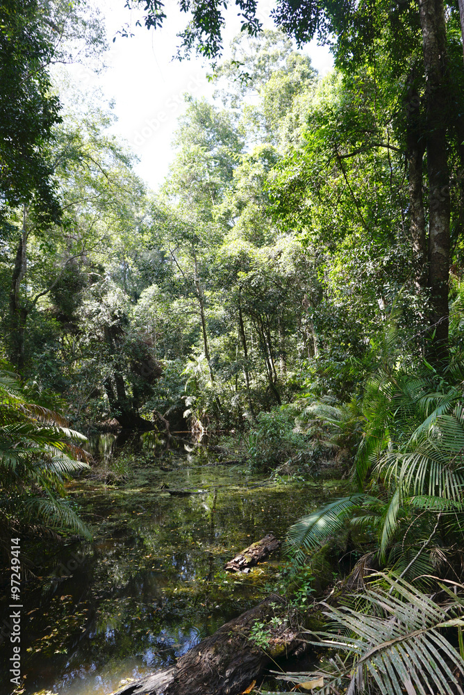 Naklejka premium Swamp in the tropical forest