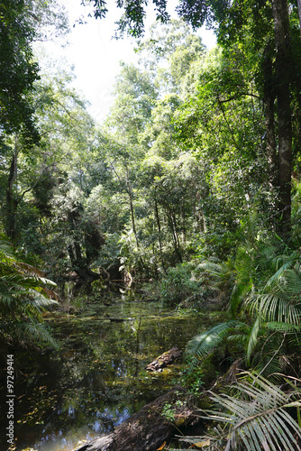 Fototapeta Naklejka Na Ścianę i Meble -  Swamp in the  tropical forest