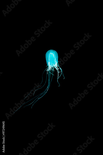 Bulb jellyfish in the dark