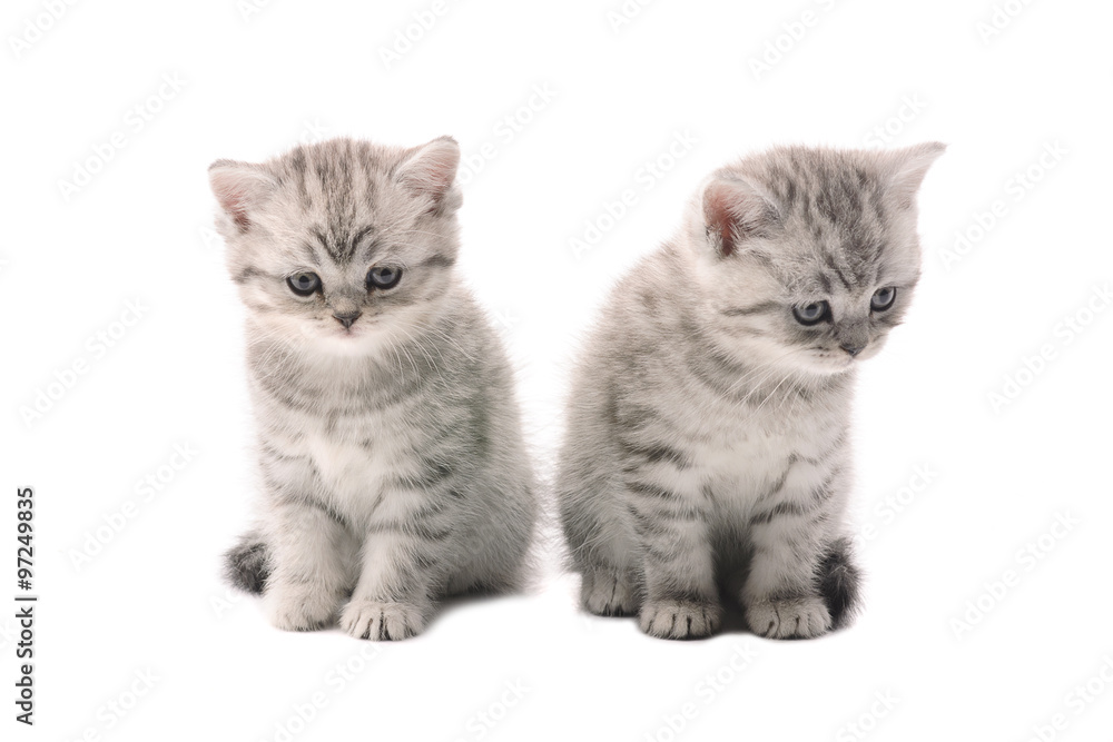 two light gray similar kittens