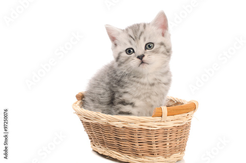 gray kitty sitting in basket © cheese78