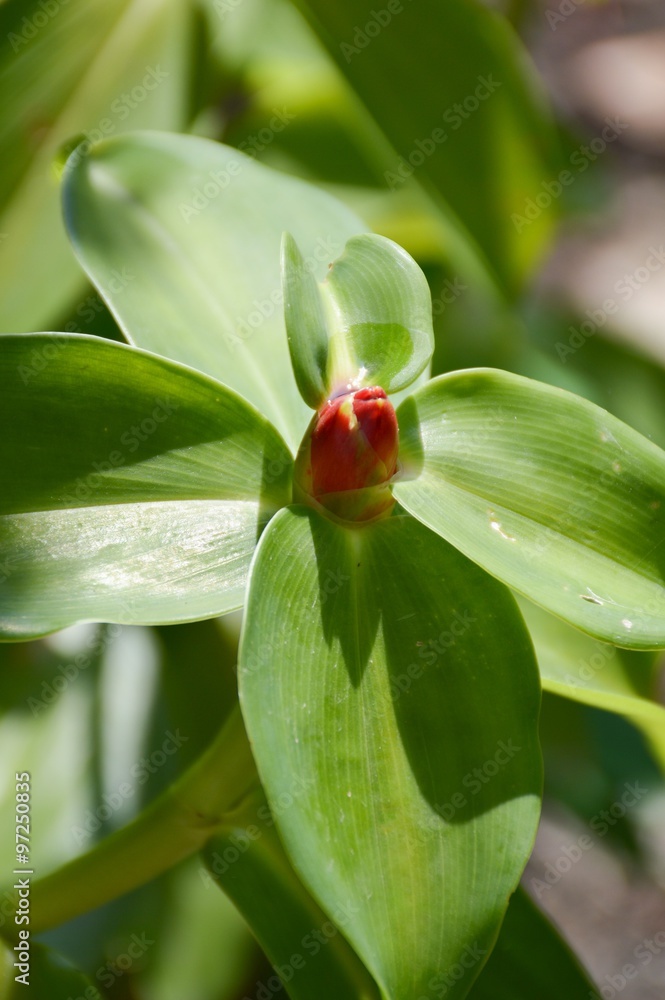 red Shampoo Ginger flower in garden , Zingiber zerumbet red Shampoo Ginger flower in garden , Zingiber zerumbet