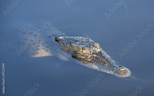 yellow waters lagoon Kakadu National Park Northern Territory, crocodile swimming