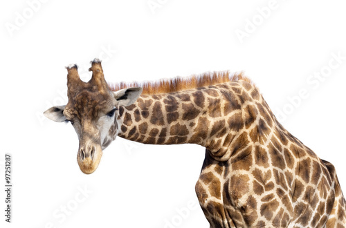 Fototapeta Naklejka Na Ścianę i Meble -  Giraffe head face