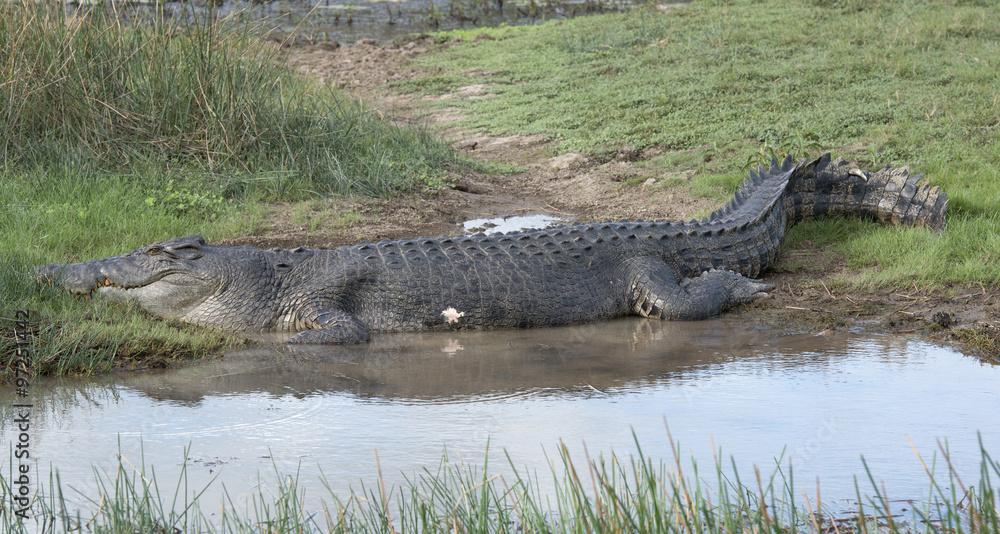 Mary river and Boomerang lagoon Northern Territory reptiles salt water crocodile Mary river and Boomerang lagoon Northern Territory reptiles salt water crocodile