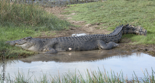 Mary river and Boomerang lagoon Northern Territory reptiles salt water crocodile