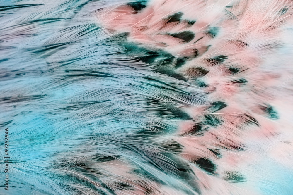 Obraz premium Jasny brązowy grupa piór niektórych ptaków